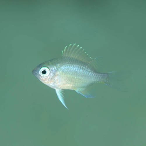 دانلود آهنگ Fingerling از Oxis