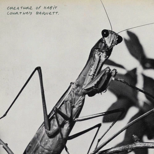 دانلود آهنگ Mantis از Courtney Barnett