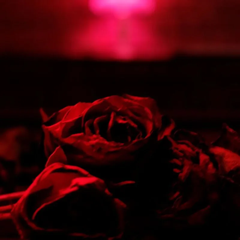 دانلود آهنگ By My Side (feat. Rosie Carney) از The Paper Kites