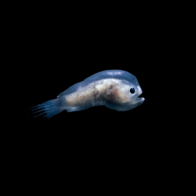 دانلود آهنگ Tilapia از Oxis