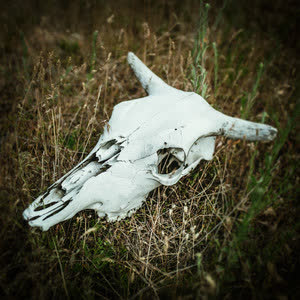 دانلود آهنگ Dystopian Cemetery از Slothrust