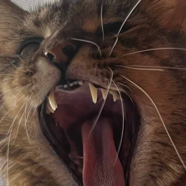 دانلود آهنگ Make It Out از Showing Teeth